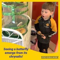 Busy Butterflies!